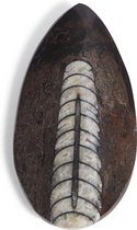 YiY - TOKEN - Fossiele Inktvis - (Personaliseer jouw YiY tas met unieke tokens)