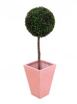 Europalms Buxushout, 110cm, d = 60cm