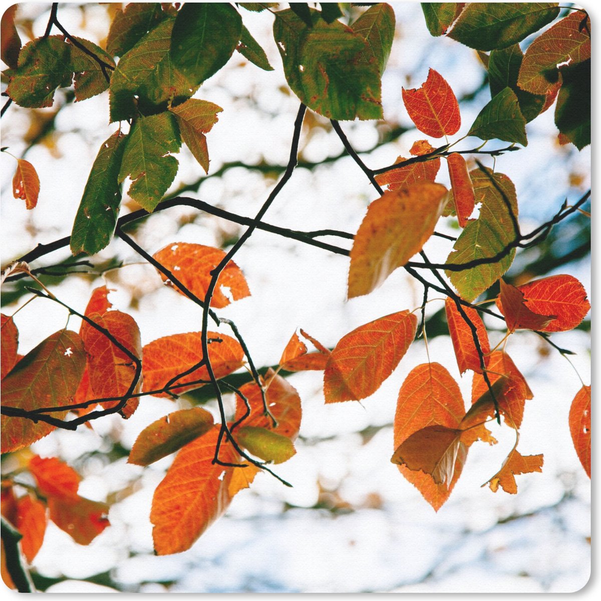 Muismat 30x30 cm - Mousepad Herfst - Bladeren - Landelijk - Seizoenen - Muismatten