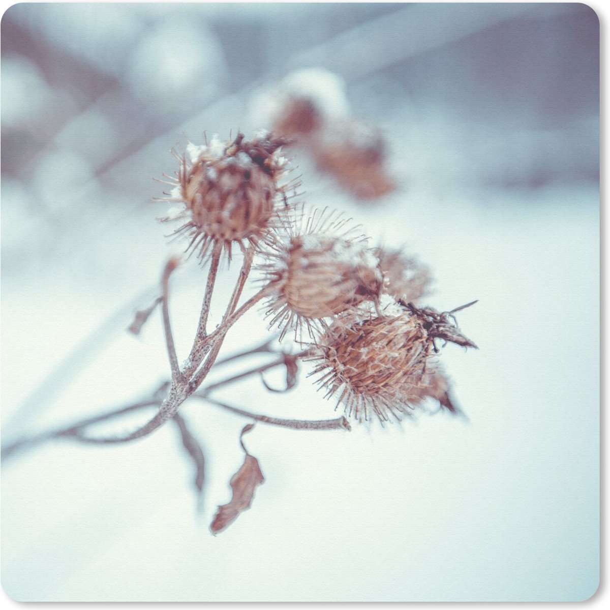 Muismat 30x30 cm - Mousepad Planten - Winter - Sneeuw - Natuur - Muismatten