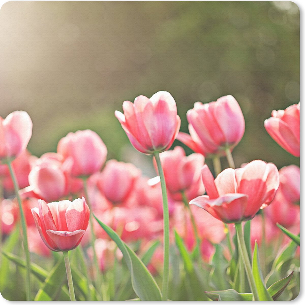 Muismat 30x30 cm - Mousepad Tulpen - Zon - Lente - Muismatten