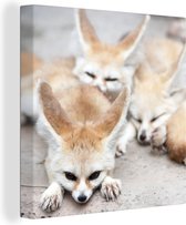 Trois renards du désert fatigués Toile 90x90 cm - Tirage photo sur toile (Décoration murale salon / chambre) / Animaux sauvages Peintures sur toile