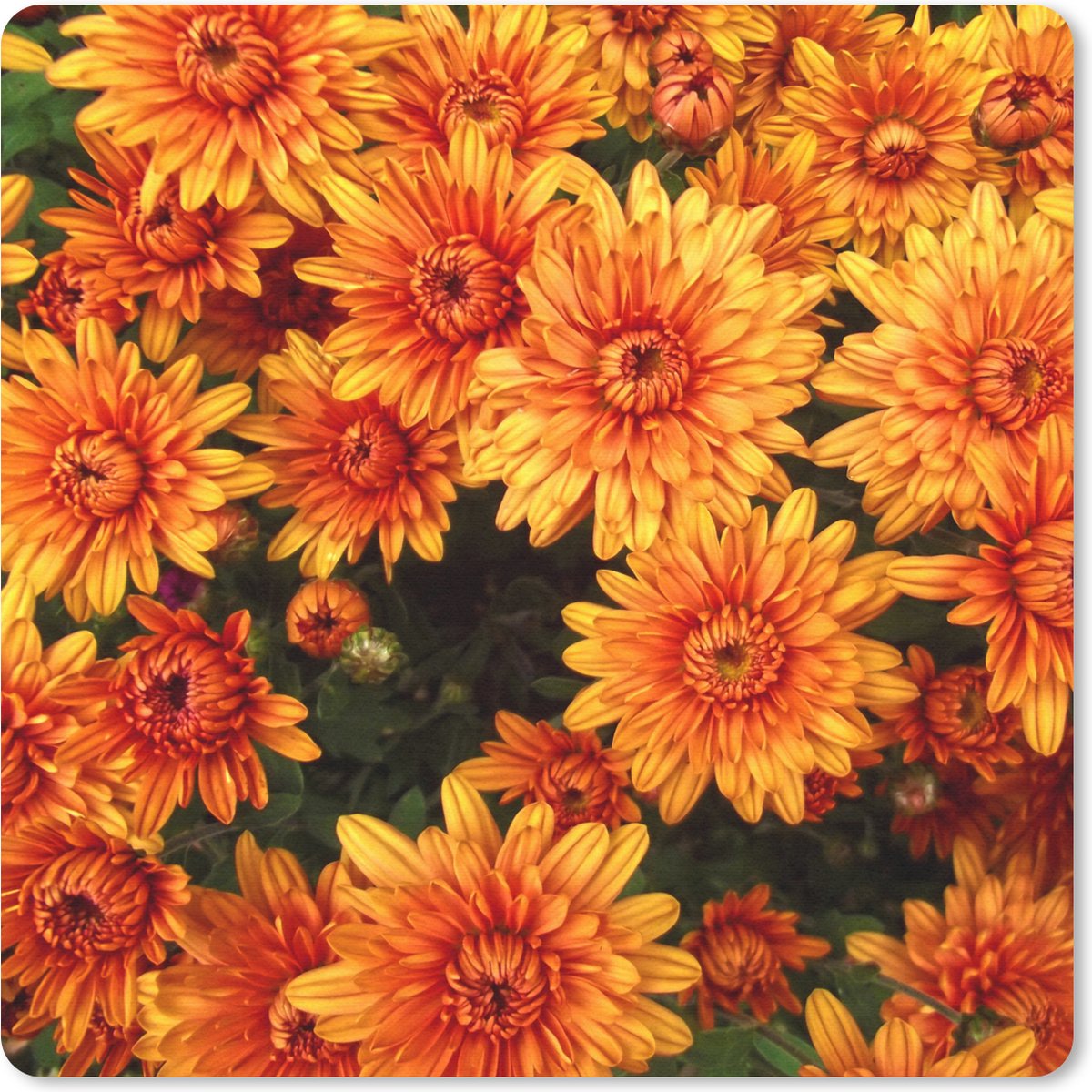 Muismat 20x20 cm - Mousepad Bloemen - Oranje - Chrysant - Muismatten