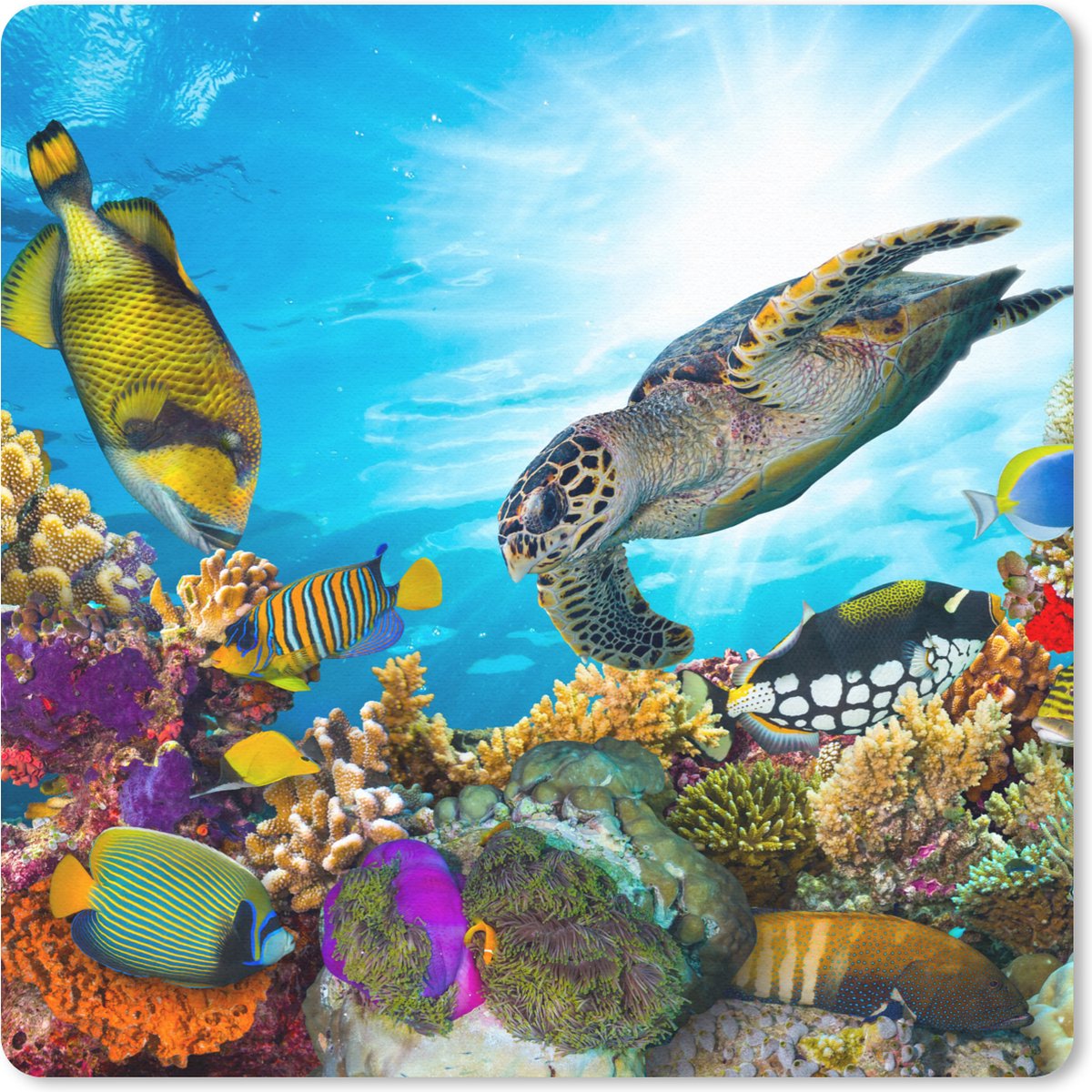 Muismat 20x20 cm - Mousepad Schildpad - Zee - Koraal - Muismatten