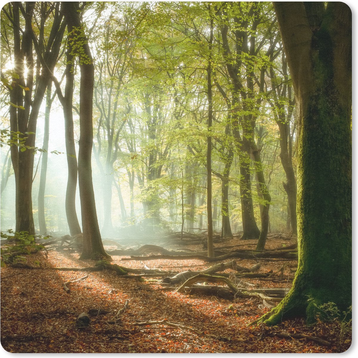 Muismat 30x30 cm - Mousepad Bos - Zon - Seizoenen - Landschap - Muismatten
