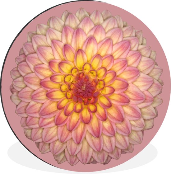 WallCircle - Wandcirkel - Muurcirkel - Dahlia 'wootton phoebe - Aluminium - Dibond - ⌀ 140 cm - Binnen en Buiten