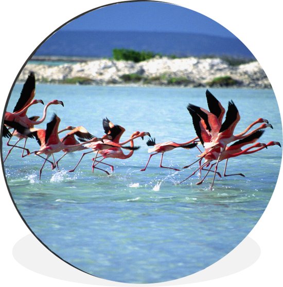 WallCircle - Wandcirkel - Muurcirkel - Flamingo's op Bonaire - Aluminium - Dibond - ⌀ 60 cm - Binnen en Buiten