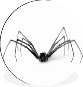 WallCircle - Wandcirkel - Muurcirkel - Zwarte spin op witte achtergrond - Aluminium - Dibond - ⌀ 30 cm - Binnen en Buiten