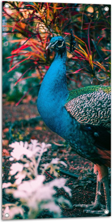 WallClassics - Tuinposter – Prachtige Blauw Groene Pauw - 50x100 cm Foto op Tuinposter  (wanddecoratie voor buiten en binnen)