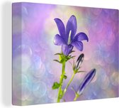 Toile de jacinthe étoile violette 80x60 cm - Tirage photo sur toile (Décoration murale salon / chambre)