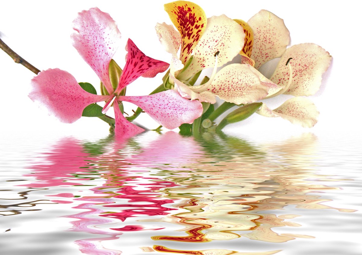 Fotobehang - Tropische bloemen - orchidee boom (bauhinia).