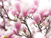 Fotobehang - Magnolia bloosom.
