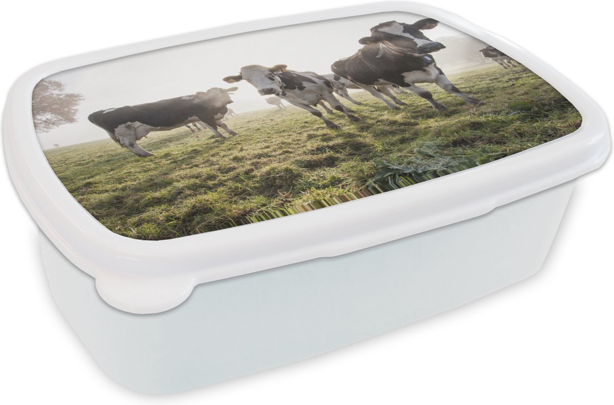 Broodtrommel Wit - Lunchbox - Brooddoos - Koeien - Licht - Gras - Dieren - 18x12x6 cm - Volwassenen