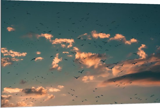 WallClassics - Dibond - Zwerm Vogels bij Witte Wolken - 120x80 cm Foto op Aluminium (Met Ophangsysteem)