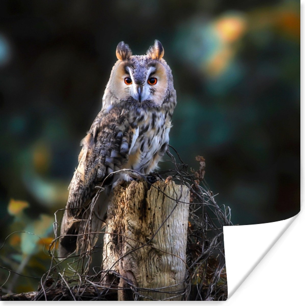 Poster Uil - Herfst - Vogel - Takken - 75x75 cm