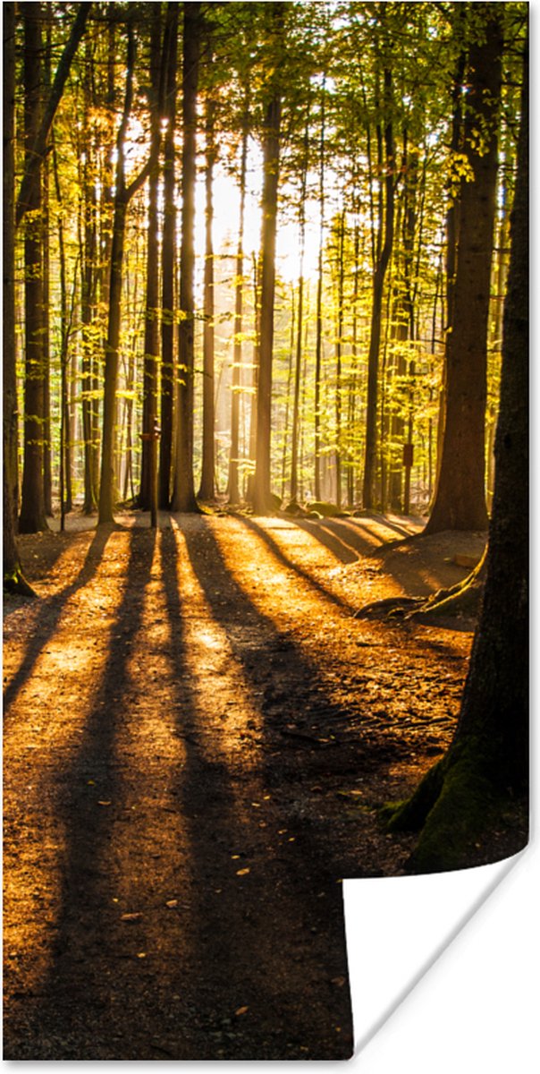 Poster Zon - Bomen - Bos - Landschap - Natuur - 20x40 cm
