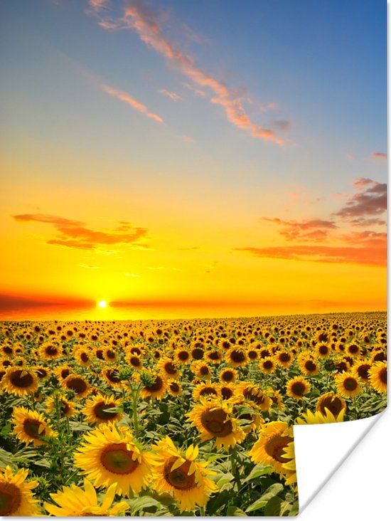 Poster Bloemen - Zonnebloem - Zonsondergang - Nacht - Oranje