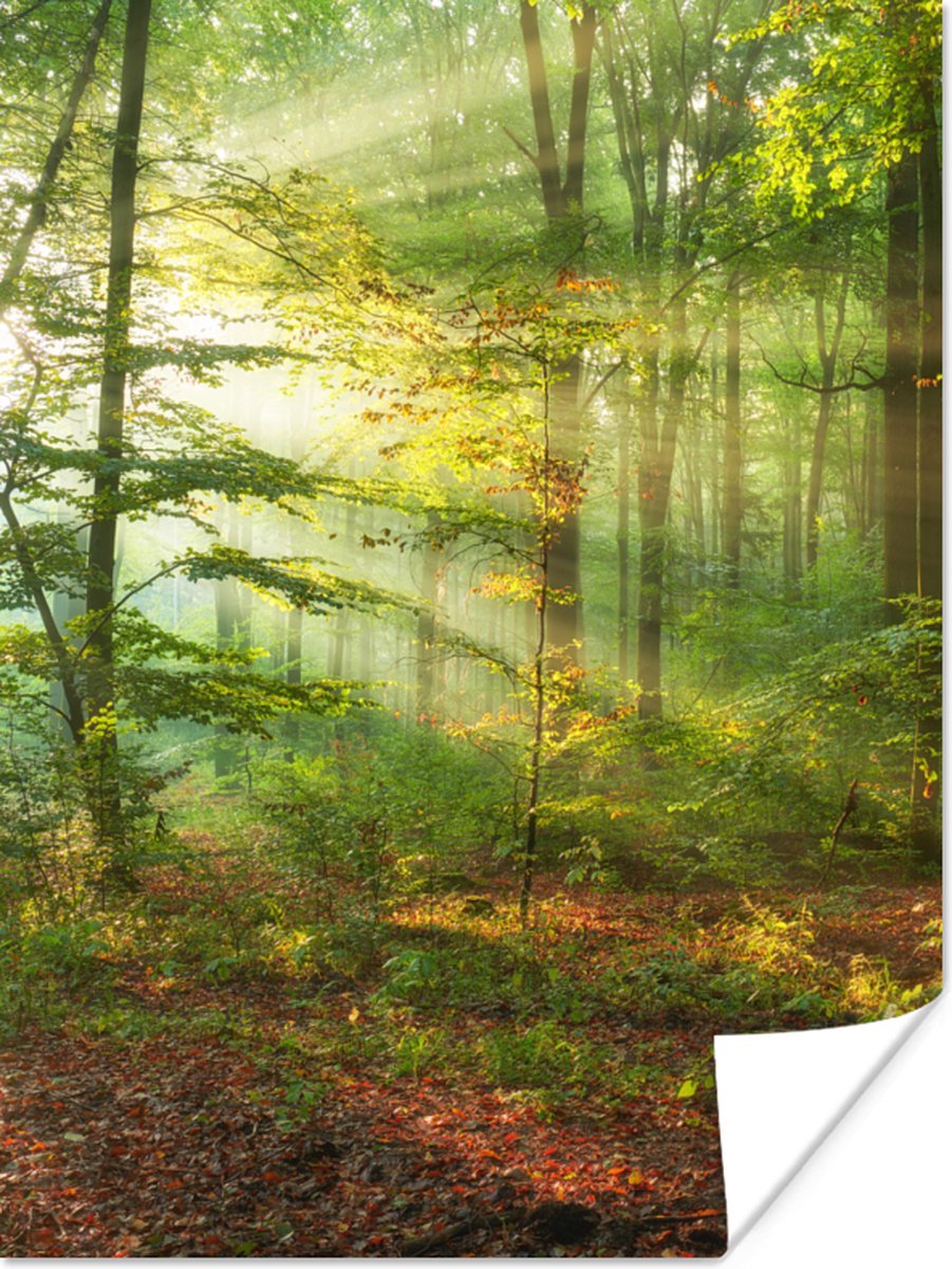 Poster Zon - Bos - Bomen - Natuur - Herfst - 30x40 cm