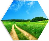 WallClassics - PVC Schuimplaat Hexagon - Paden tussen Groen Gras - 30x26.1 cm Foto op Hexagon (Met Ophangsysteem)