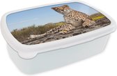 Broodtrommel Wit - Lunchbox - Brooddoos - Luipaard - Dieren - Natuur - 18x12x6 cm - Volwassenen