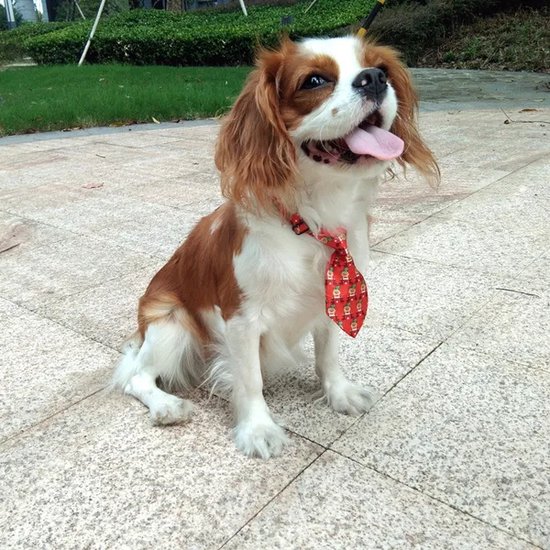 Cravate de Noël pour chien/chat assortiment | bol.com
