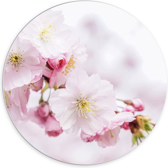 WallClassics - PVC Schuimplaat Muurcirkel - Roze Cherry Bloemen - 70x70 cm Foto op Muurcirkel (met ophangsysteem)