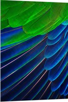 WallClassics - Acrylglas - Prachtige Blauwe en Groene Veren - 80x120 cm Foto op Acrylglas (Met Ophangsysteem)