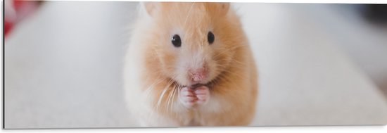 WallClassics - Dibond - Schattige Hamster op de Keukentafel - 90x30 cm Foto op Aluminium (Met Ophangsysteem)