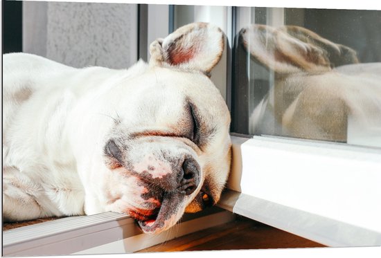 WallClassics - Dibond - Slapende Hond in het Raamkozijn - 120x80 cm Foto op Aluminium (Met Ophangsysteem)