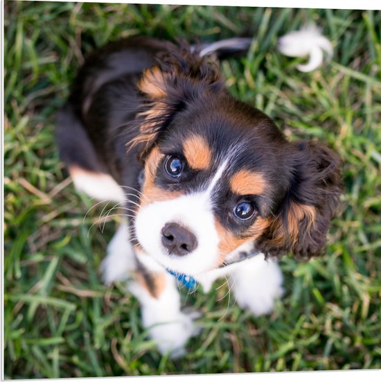 WallClassics - PVC Schuimplaat- Schattig Klein Hondje op het Gras - 80x80 cm Foto op PVC Schuimplaat