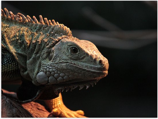 WallClassics - Poster (Matte) - Iguane Reptile - 40x30 cm Photo sur Papier Poster avec un aspect Mat