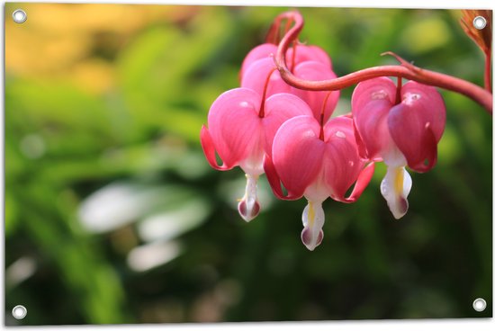 Tuinposter – Gebroken Hartjes Plant in het Roze - 75x50 cm Foto op Tuinposter (wanddecoratie voor buiten en binnen)