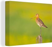 Toile - Tableau - Vogel - Animaux - Barge à queue noire - Perche - Vert - Peintures sur toile - Photo sur toile - 80x60 cm - Décoration murale - Salon