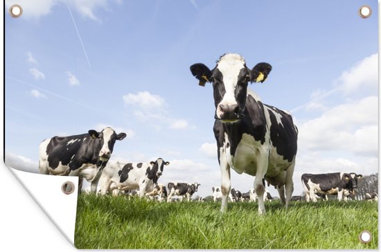 Tuinposter koeien - Tuindecoratie dieren - 120x80 cm - Tuindoek Friesland - Muurdecoratie voor buiten - Schuttingposter - Tuinschilderijen - Tuinwanddecoratie gras - Tuinposters