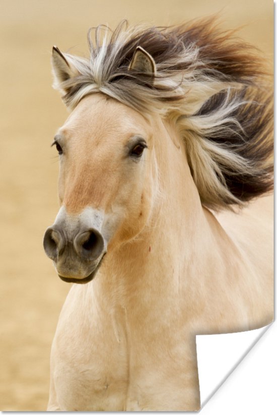 Poster Paarden - Dieren - Manen - Portret - 20x30 cm