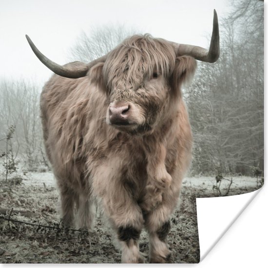 Poster Schotse hooglander - Natuur - Herfst - Dieren - Wild - Bos - 50x50 cm