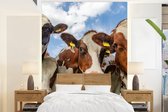 Behang - Fotobehang Koeien - Dieren - Weiland - Natuur - Breedte 195 cm x hoogte 260 cm