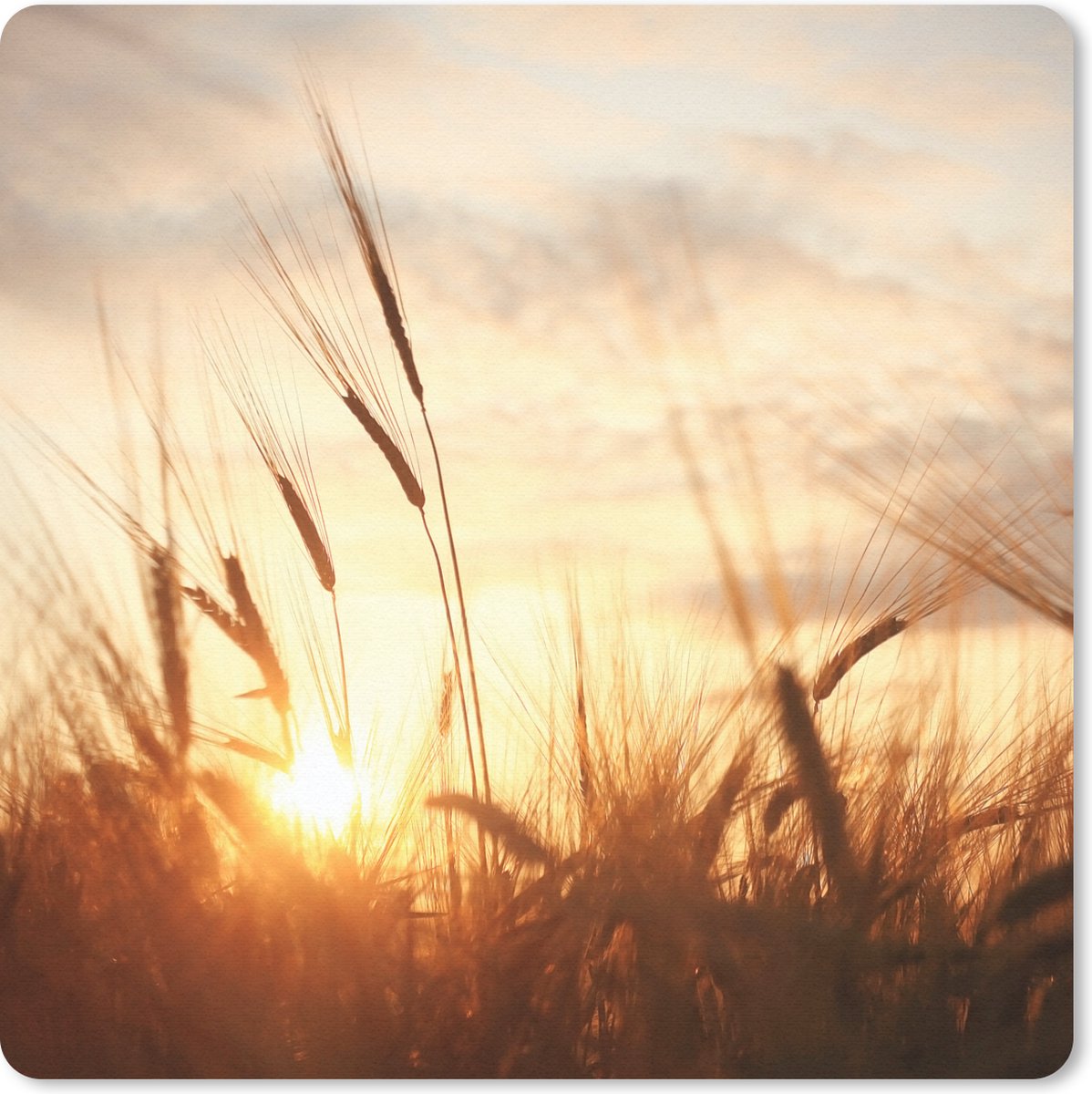 Muismat 30x30 cm - Mousepad Riet - Gras - Zonsondergang - Natuur - Horizon - Muismatten