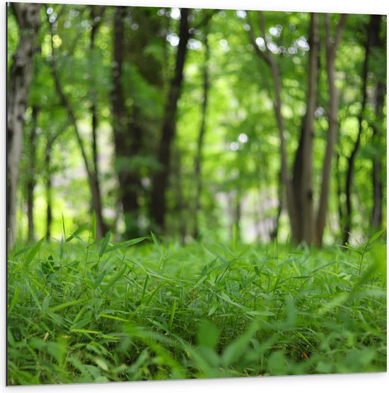 WallClassics - Dibond - Groen Gras aan de Bosrand - 100x100 cm Foto op Aluminium (Met Ophangsysteem)