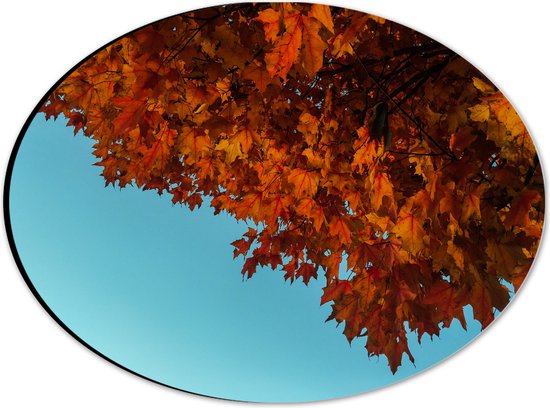 WallClassics - Dibond Ovaal - Herfstbladeren aan een Boom - 28x21 cm Foto op Ovaal (Met Ophangsysteem)