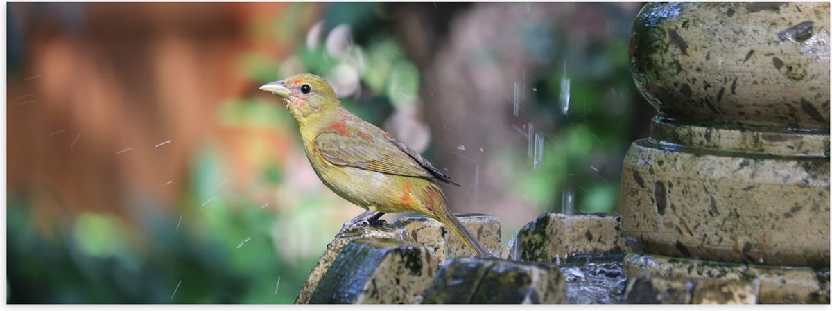 Poster (Mat) - Gele Tangare Vogel bij een Fontein - 120x40 cm Foto op Posterpapier met een