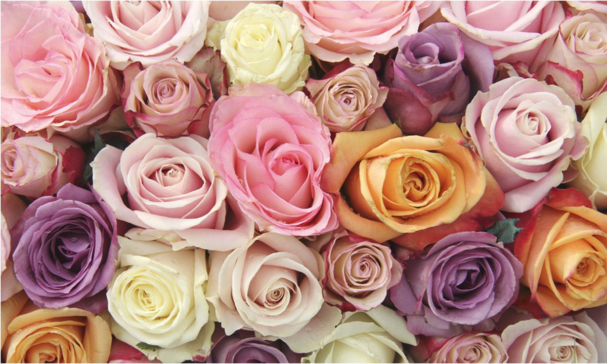 Fotobehang - Pastel roses.