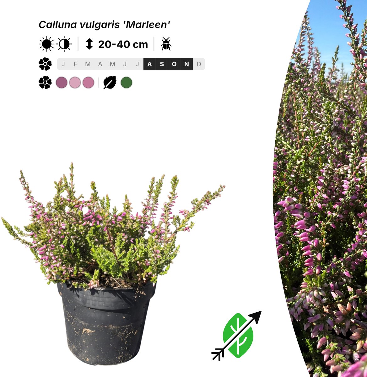 Singleplants - 10x Calluna vulgaris 'Marleen' - Pot P9,5 - bodembedekker - in bloeiperiode