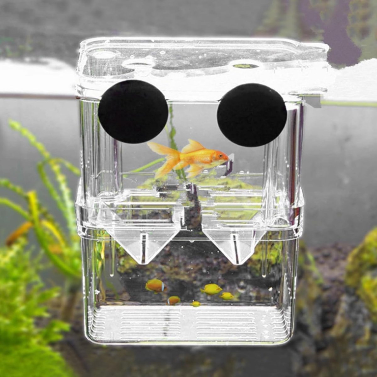 10 x 7 x 13 cm viskweekbox voor aquaria, garnaalkweekcontainer, incubator voor aquaria met zuignappen, geschikt voor - ShopVlot