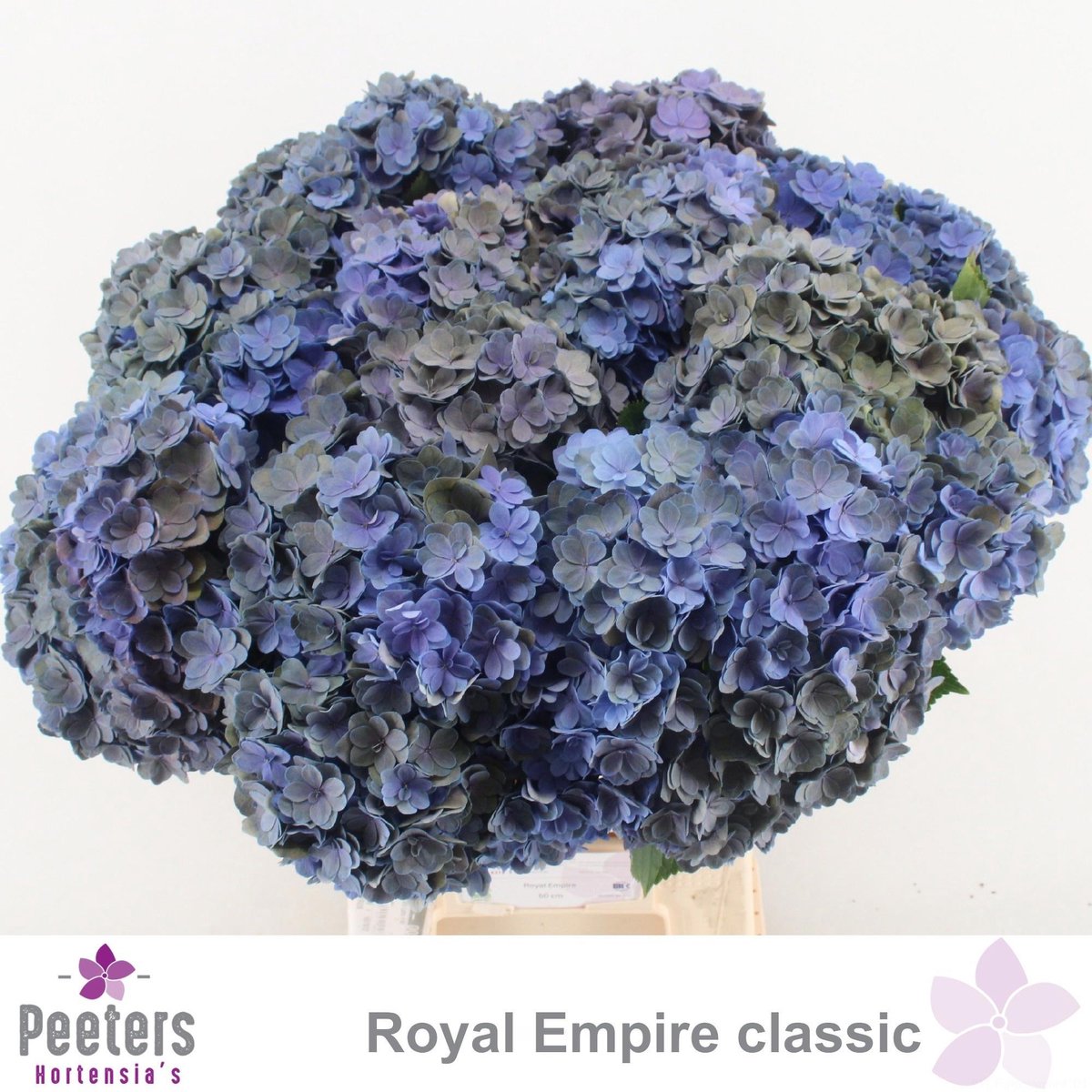 10x Hydr.royal empire classic 60cm