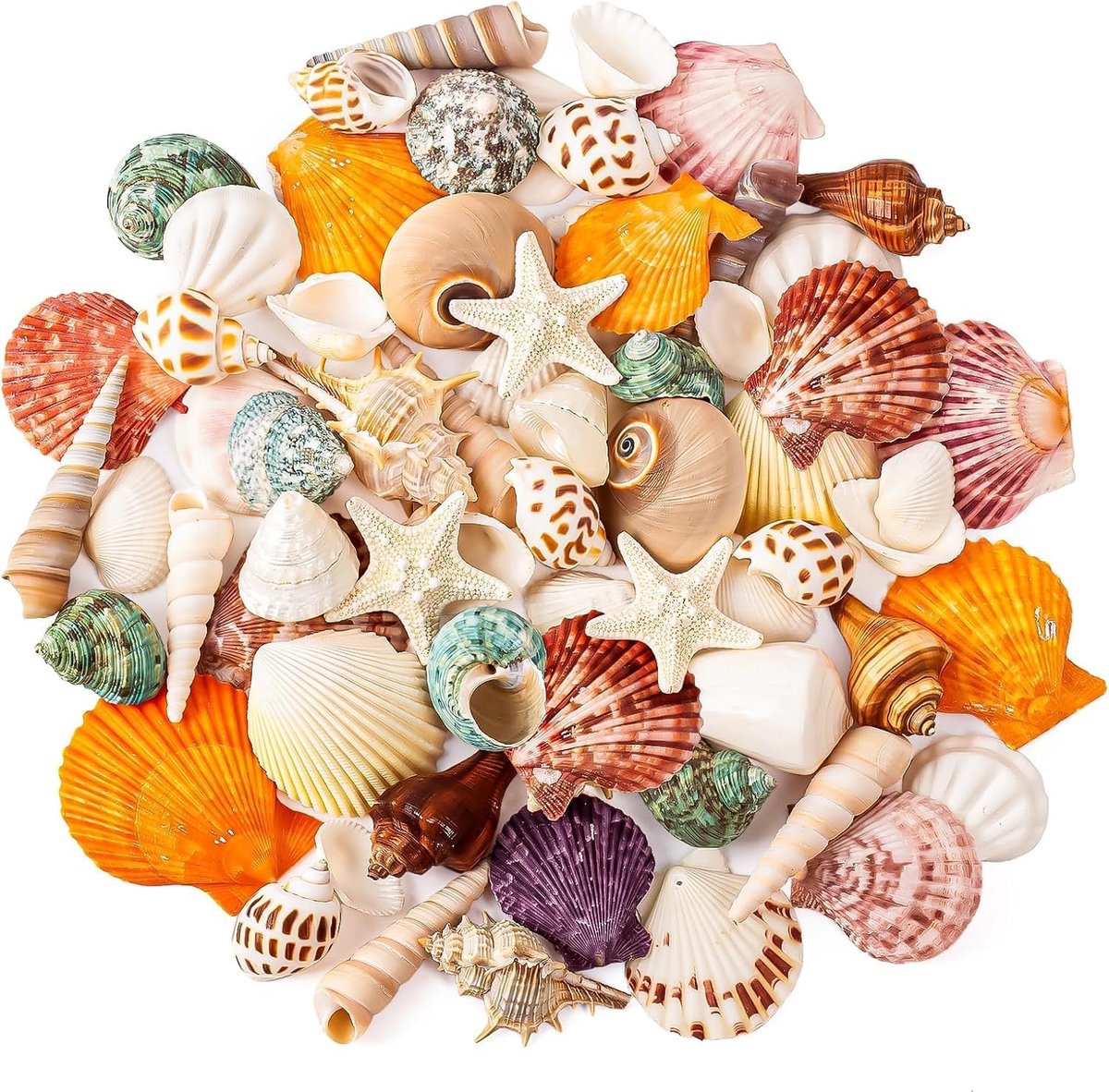 Zee Kokkel, Gemengd Ocean Schelpen Set, 15 Soorten 2,5-7 CM Verschillende Maten Schelpen, Conch Schelpen & Zeesterren voor Knutselen, Strandthema Feest, Vissenkom, Huisdecoratie