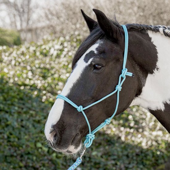 Zwart-witte pony met een lichtblauwe touwhalster en gevlochten manen.