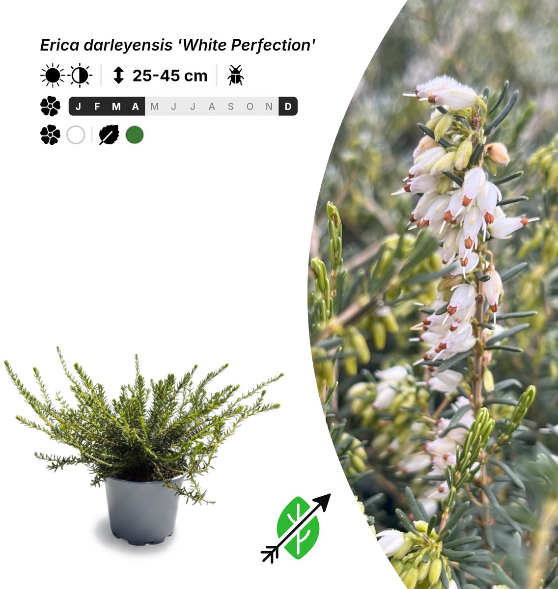 Singleplants - 20x Erica darleyensis 'White Perfection' - Pot P10,5 - bodembedekker - winterhard tot -20°C