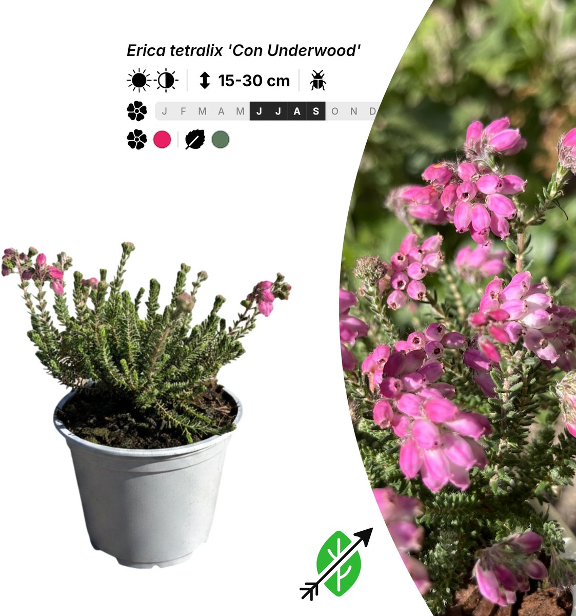 Singleplants - 20x Erica tetralix 'Con Underwood' - Pot P10,5 - bodembedekker - winterhard tot -20°C