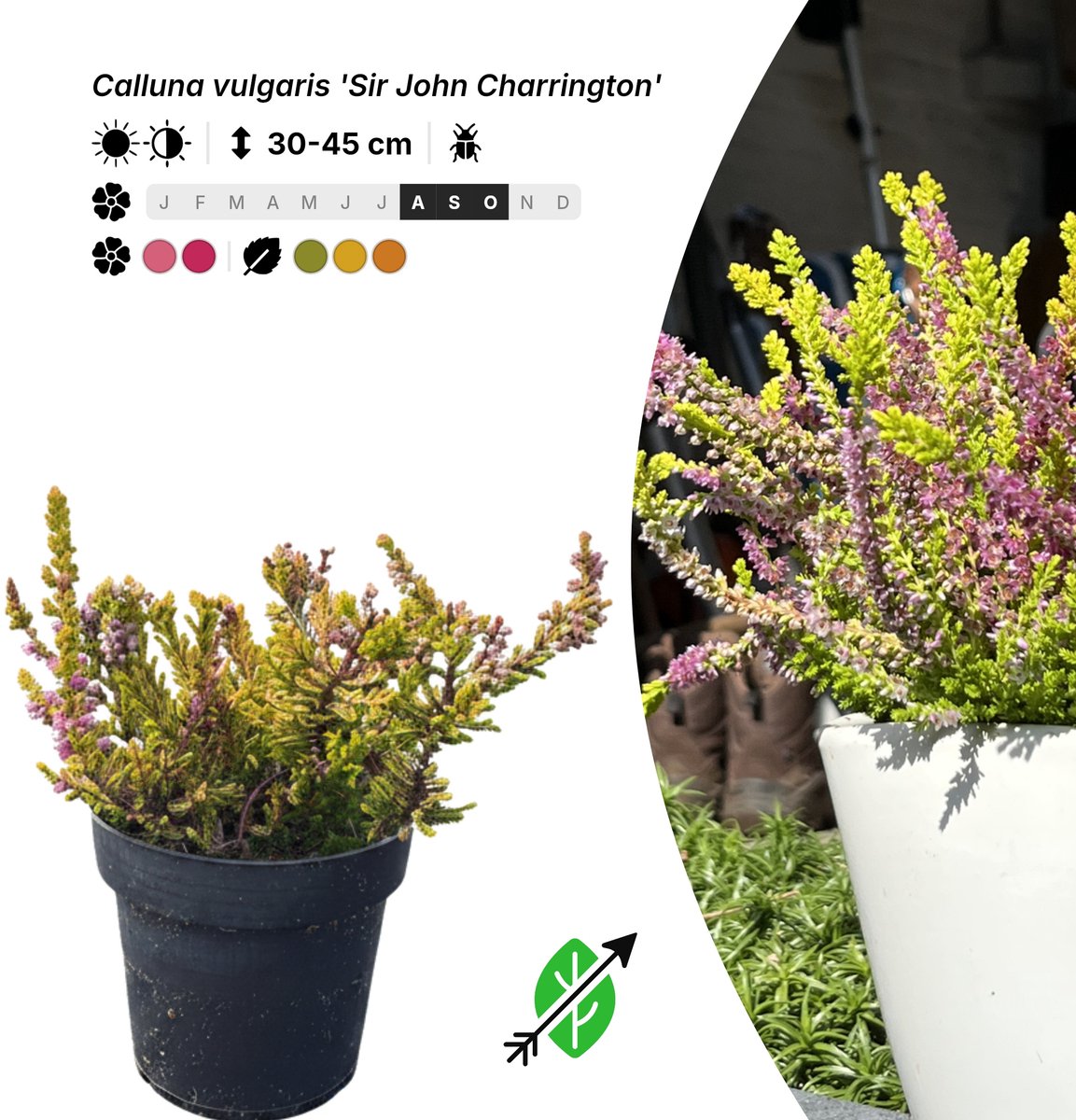 Singleplants - 10x Calluna vulgaris 'Sir John Charrington' - Pot P9,5 - bodembedekker - in bloeiperiode